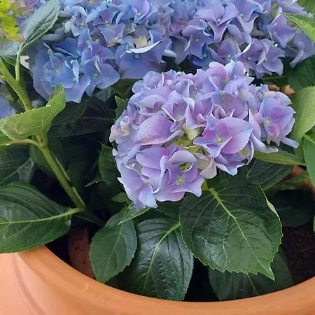 בית הארחה Kalliopis