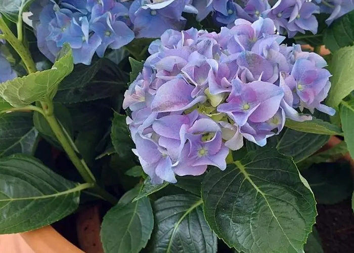 בית הארחה Kalliopis